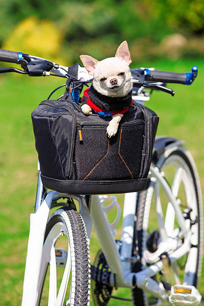 istock cute dog in bycicle basket 488558625