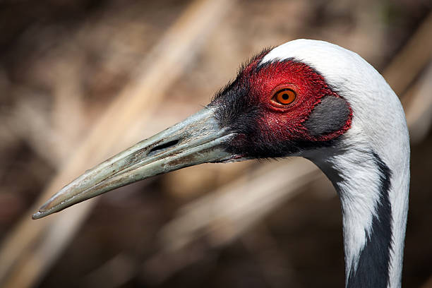 White-naped Crane stock photo