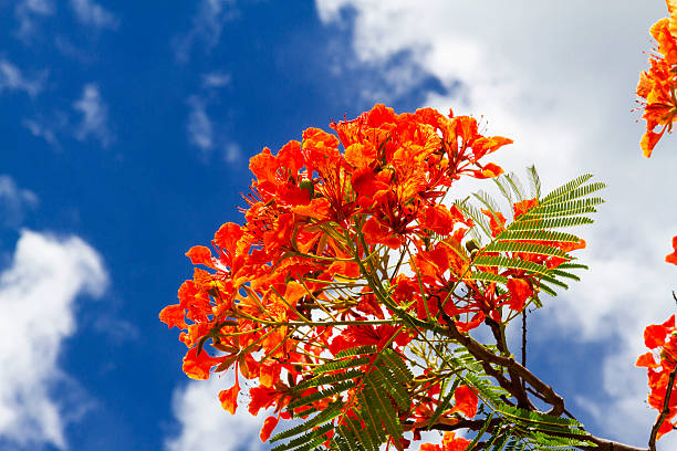 Red and green Peacock flower Red and green Peacock flower or Caesalpinia pulcherrima with blue sky at province Thailand pride of barbados flower stock pictures, royalty-free photos & images