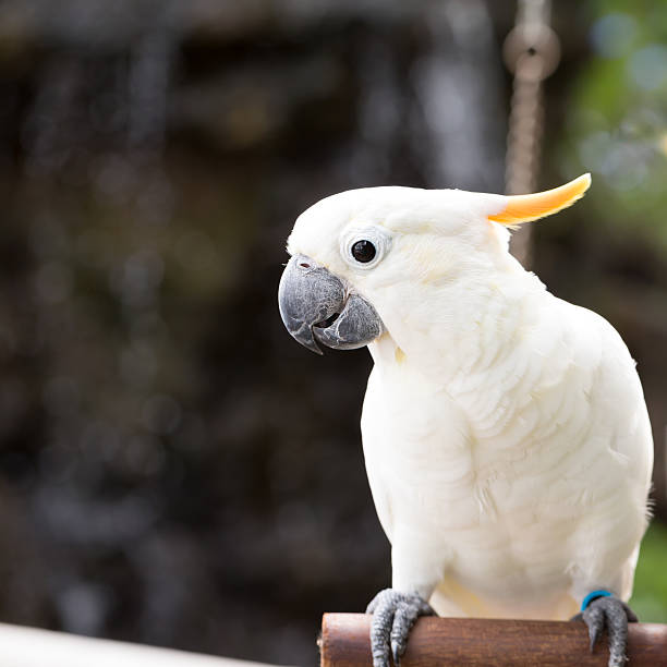 istock Sulphur-crested Cockatoo, Cacatua galerita perched on branches 488559662