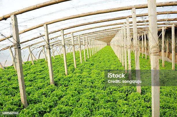 Foto de Legumes Em Estufas e mais fotos de stock de 2015 - 2015, Agricultura, Alface