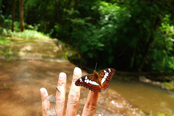 piękny motyl na palec. - butterfly change human hand releasing zdjęcia i obrazy z banku zdjęć