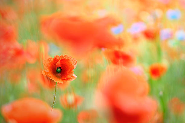 istock Wild flower meadow with selective focus on poppy 488560284