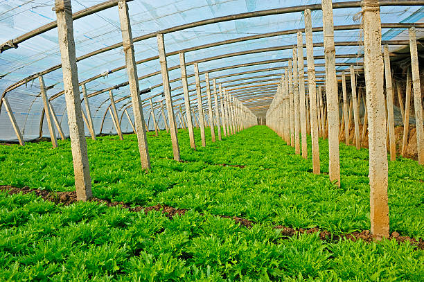 istock Vegetables in greenhouses 488560374