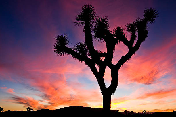 istock Sunset over Joshua Tree National Park, California, US. 488560485