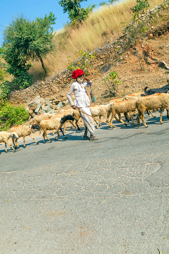 Pushkar, India - October 22, 2012: shepherds guard their sheeps while moving to next place. The animals are the most valuable goods they own.