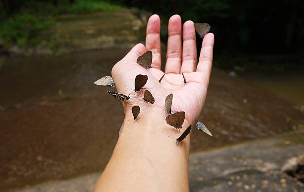 бабочки на рук. - butterfly change human hand releasing стоковые фото и изображения