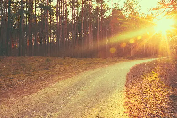 Photo of Forest road sunset sunbeams