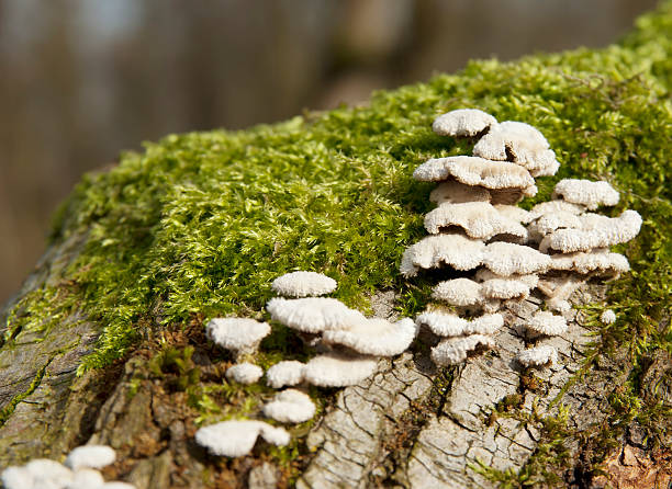 fungo di legno (schizopyllum il comune) - soil saprophyte foto e immagini stock