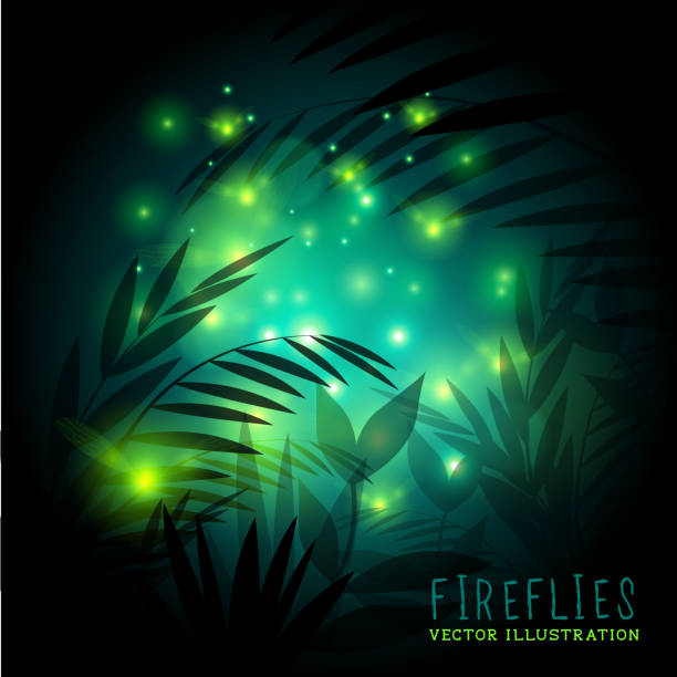 fireflies bei nacht - leuchtkäfer stock-grafiken, -clipart, -cartoons und -symbole