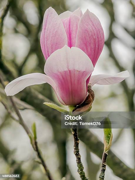 Magnolia X Soulangiana Stock Photo - Download Image Now - Botany, Branch - Plant Part, Circle