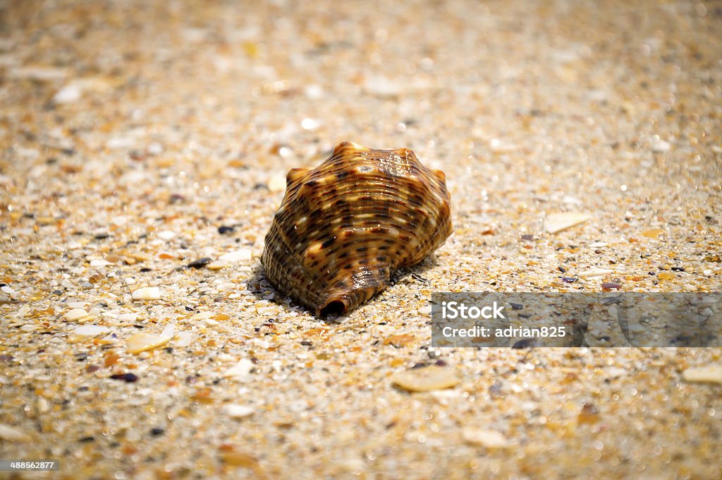 Concha de caracol na areia - Foto de stock de Areia royalty-free