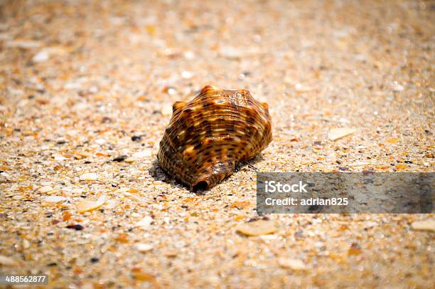 Foto de Concha De Caracol Na Areia e mais fotos de stock de Areia - Areia, Barulho, Beleza natural - Natureza