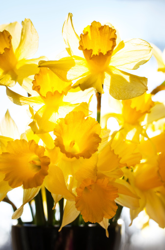 Meny  yellow daffodils in natural light with grey bleu background