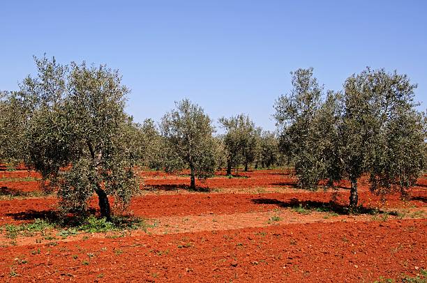 istock Olive grove, Fuente del Piedra, Spain. 488563557
