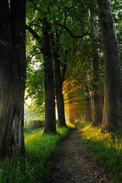 istock sunrise in beautiful alley 488563703