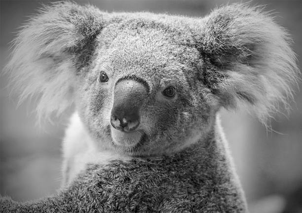 urso coala australiano, preto e branco tom - koala bear animals in the wild perching - fotografias e filmes do acervo