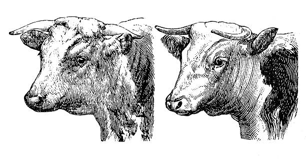 Antique illustration of Hereford bull and cow