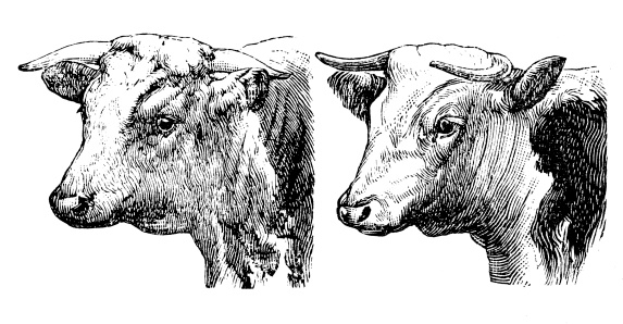 Antique illustration of Hereford bull and cow