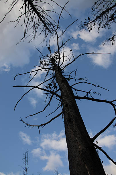 quemado troncos en backgroung de cielo azul y nubes - tree branch burnt silhouette fotografías e imágenes de stock
