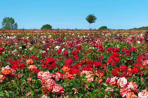 Field with roses for sale.