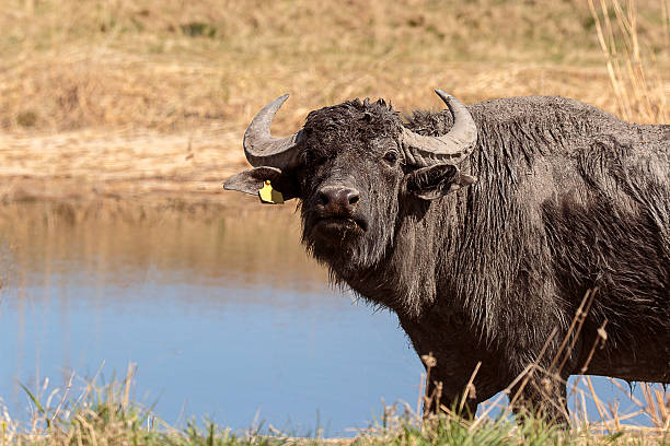 istock Water buffalo near pond 488564974