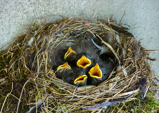 hambre joven songbirds en el nido. - phoenicurus fotografías e imágenes de stock