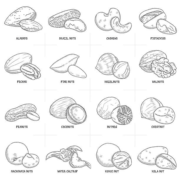 rękę wyciągnąć zestaw różne orzechy. - nut walnut almond brazil nut stock illustrations