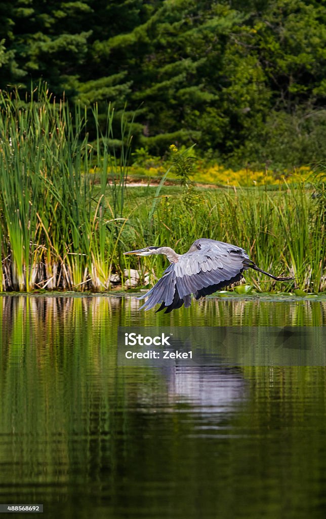 Blue Heron In Flight I had followed this Blue Heron in my kayak and was able to get several hots of it while in flight as it moved to a new hunting location on the river. 2015 Stock Photo