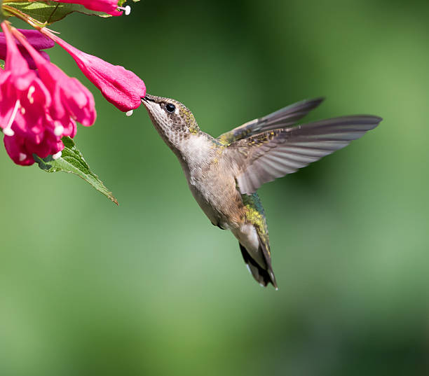 istock Female Ruby-throated Hummingbird in Flight on Green Background 488569914