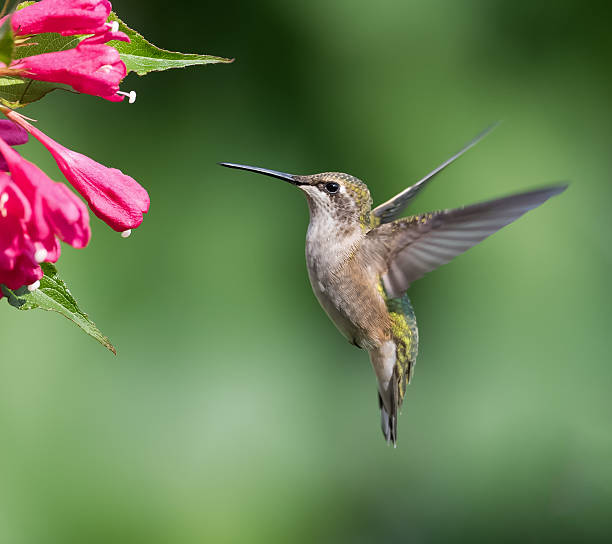 istock Female Ruby-throated Hummingbird in Flight on Green Background 488569922