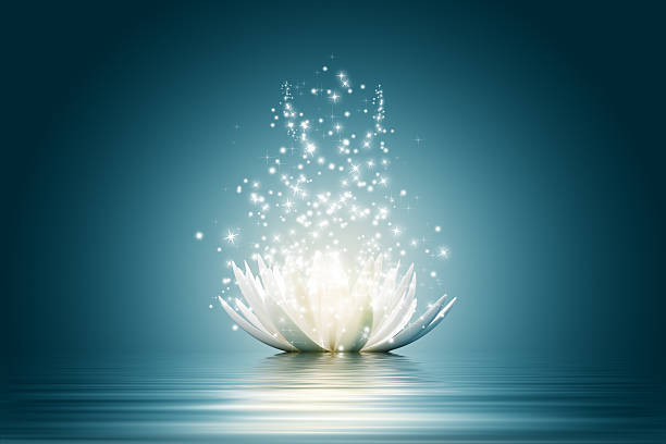 Lotus flower Magic Lotus flower lotus water lily photos stock pictures, royalty-free photos & images