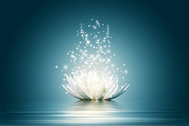 цветок лотоса - lotus water lily water flower стоковые фото и изображения