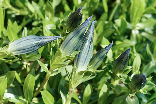 bud of blue Gentiana in garden bud of Trumpet gentian, blue spring flower in garden on green background enzian stock pictures, royalty-free photos & images