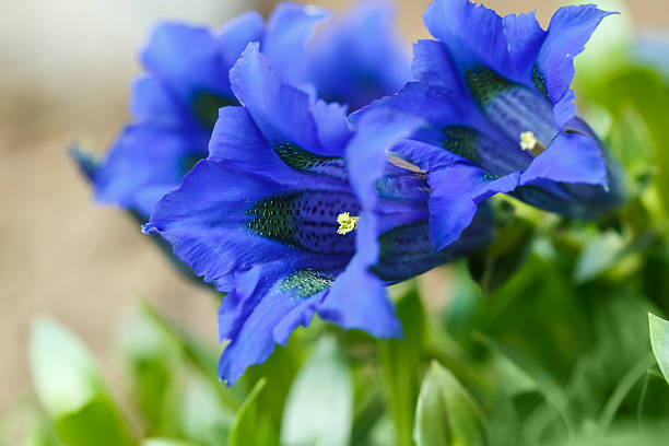 Trumpet gentiana blue spring flower in garden Trumpet gentiana blue spring flower in garden for background enzian stock pictures, royalty-free photos & images