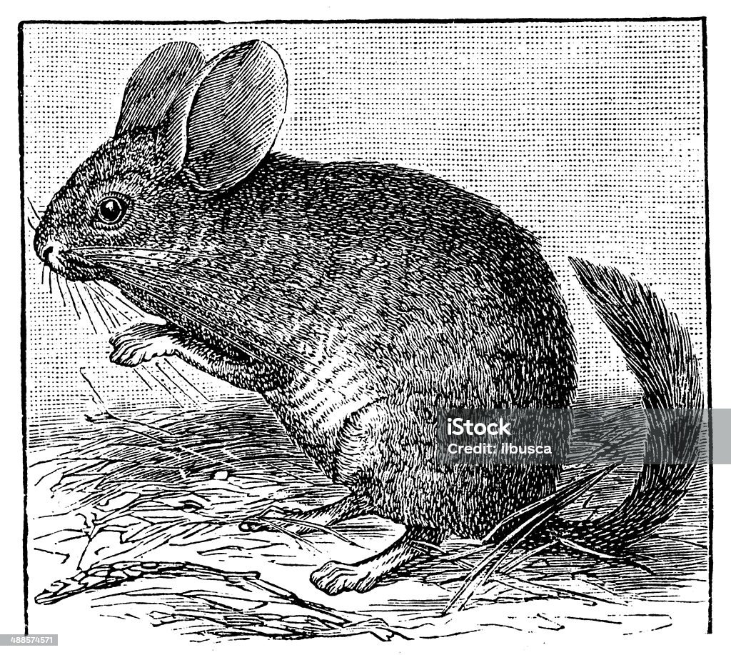 Antique illustration of Chinchilla 19th Century Style stock illustration