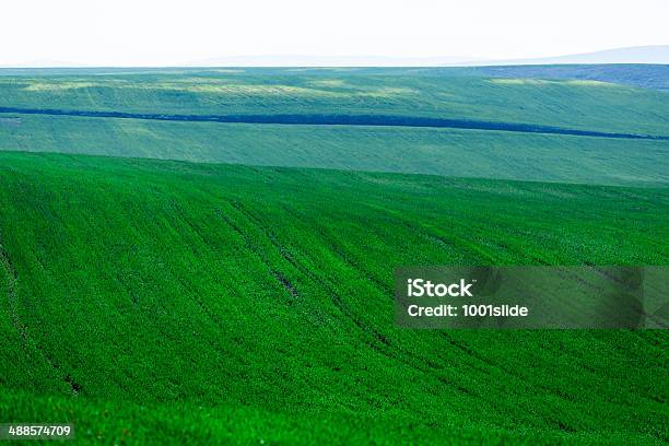 Foto de Lindos Verde e mais fotos de stock de Agricultura - Agricultura, Ajardinado, Animal doméstico