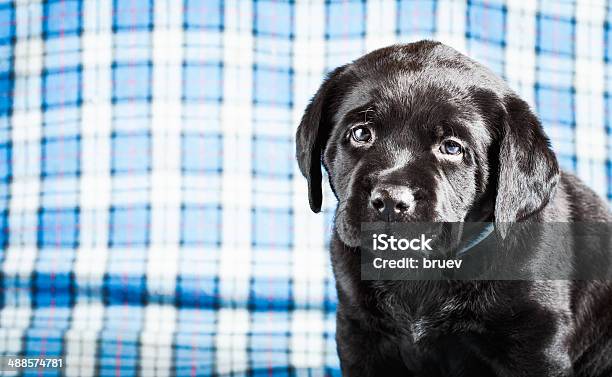 Beautiful Black Labrador Puppy Dog Stock Photo - Download Image Now - Animal, Black Color, Black Labrador