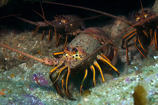 istock Lobster at Catalina Island 488574894