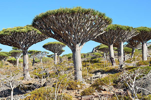 istock Yemen, Socotra Island, Dragon trees 488574911