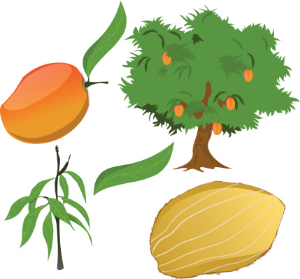 vector mango tree with seed and fruit