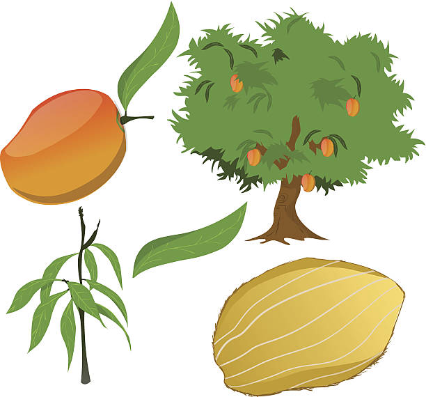 Vector Maango Tree Mango Tree Cartoon Images Clip Art Vector Graphics Transparency