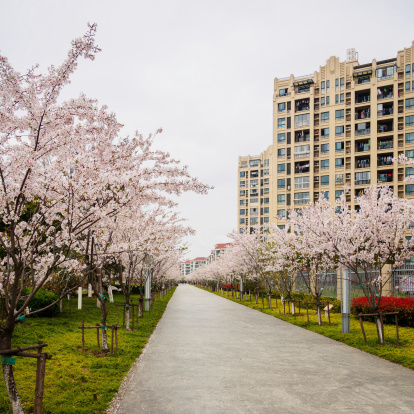 Spring flowers series, beautiful Cherry blossom , pink sakura flowers