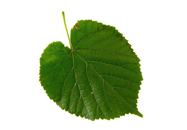 istock Green leaf of linden tree isolated on white background 488577459