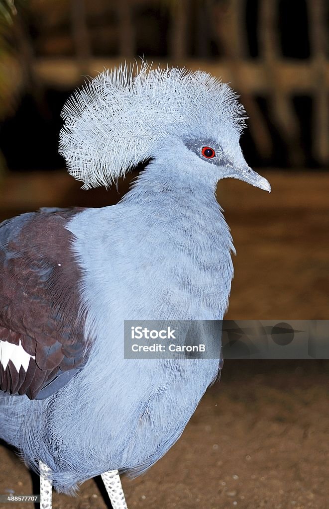 서부극 왕관비둘기. - 로열티 프리 Western Crowned Pigeon 스톡 사진
