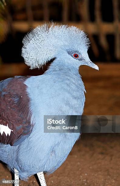 서부극 왕관비둘기 Western Crowned Pigeon에 대한 스톡 사진 및 기타 이미지 - Western Crowned Pigeon, 기민, 동물 머리
