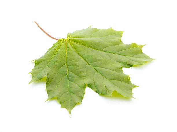 maple leaf - norway maple stock-fotos und bilder