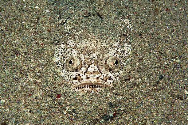 Fish Stargazer Fish Stargazer hiding in the sand on the sea floor stargazer fish stock pictures, royalty-free photos & images