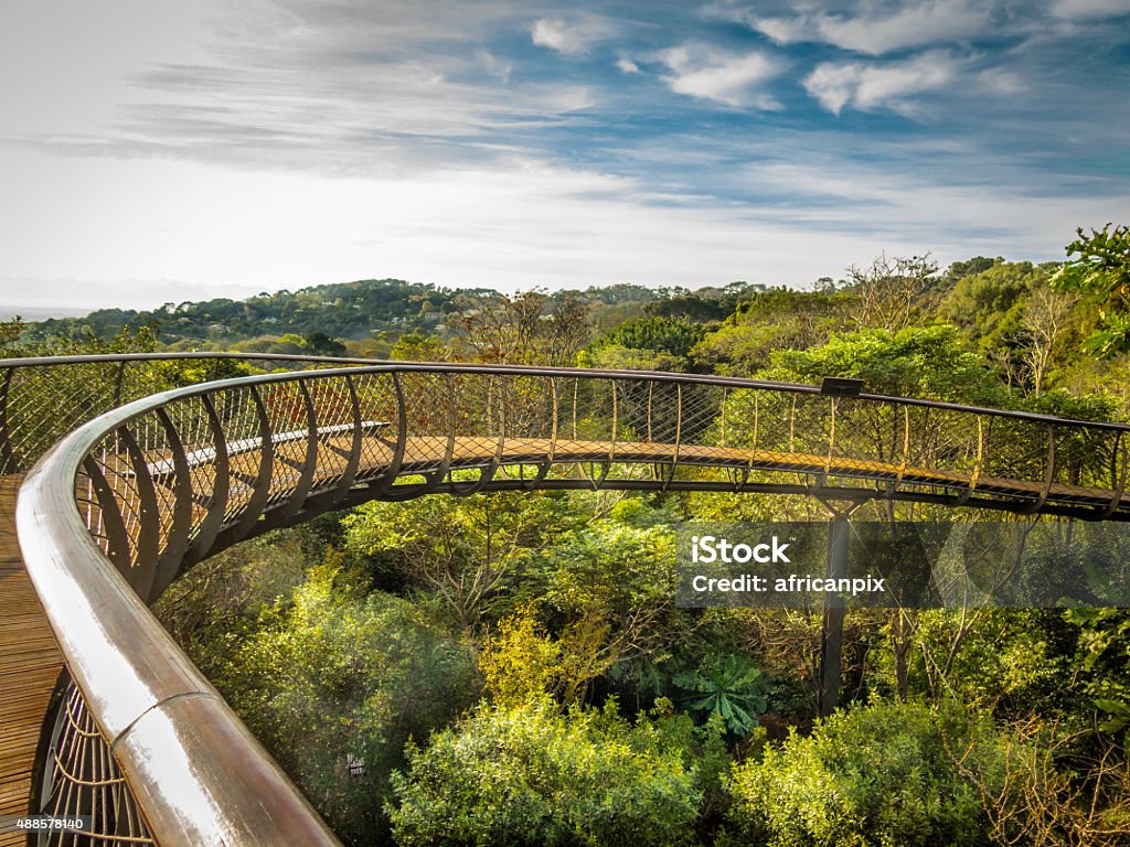 Boomslang Tree canopy walkway. Cape Town, South Africa. The Boomslang skywalk above the tree canopy in Kirstenbosch Botanical Gardens, Cape Town, South Africa Kirstenbosch Botanic Gardens Stock Photo