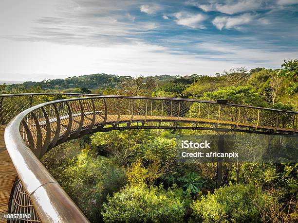 Boomslang Tree Canopy Walkway Cape Town South Africa Stock Photo - Download Image Now